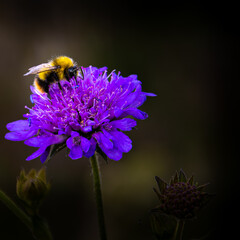 Une Abeille Sur Une Fleur Violette