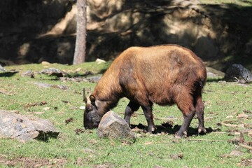 Bhutan takin grazing grass on a sunny day
