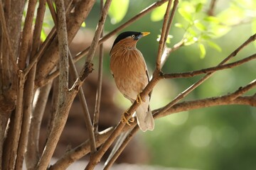 Brahminy starling bird perched on a tree branch in a natural outdoor setting