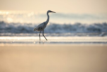 Closeup of a gray heron walking on sandy beach at golden hour