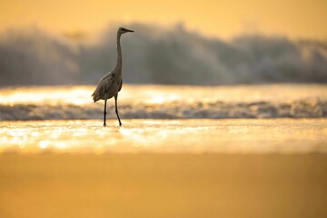 Closeup of a gray heron walking on sandy beach at golden hour