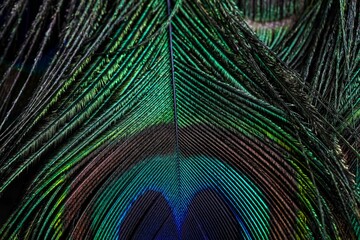 Closeup of vibrant texture of a peacock's tail