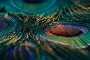 Wandaufkleber Closeup shot of vibrant peacock feathers. © Sunanda/Wirestock Creators