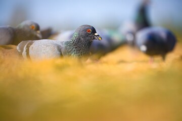 Group of pigeons foraging on the ground.