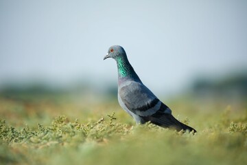 Selective focus shot of a gray pigeon perched on a grassy field