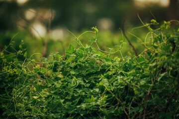 Lush green landscape featuring vegetation with plants and shrubs