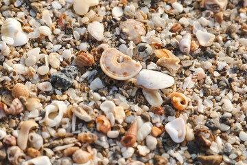Closeup shot of small pebbles and seashells on a beach