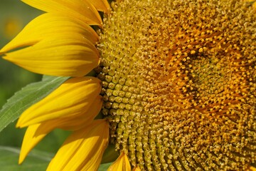 Bright yellow sunflower standing tall in the field