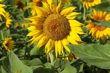 Vibrant array of sunflowers illuminated by natural sunlight