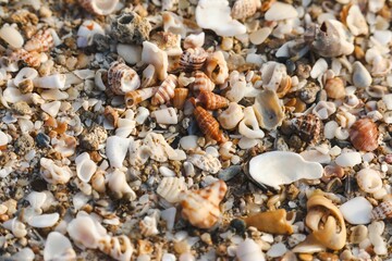 Beautiful beach scene featuring an array of colorful shells scattered on the golden sand