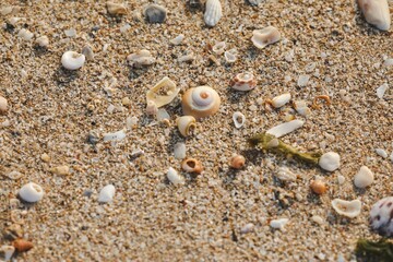Sand with shells covered in sand and gravel