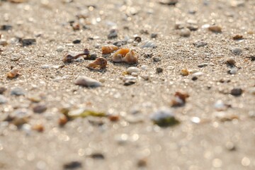 Shells and sand on the beach in the sunlight