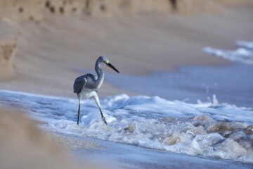 Heron perched on the golden-hued sand of a beach, with the sun glistening off of the blue waves