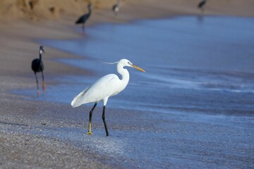 Fototapeta na wymiar Egret bird perched on a sandy beach near the oceanside
