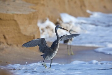 Heron perched on the golden-hued sand of a beach, with the sun glistening off of the blue waves