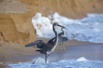 Heron perched on the golden-hued sand of a beach, with the sun glistening off of the blue waves