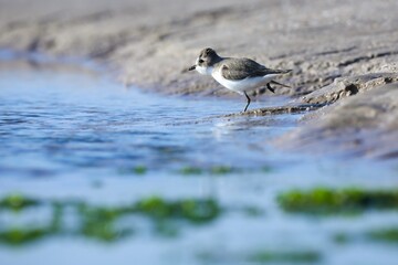 Sandpiper bird perched in the shallow waters of a rocky environment on a seashore