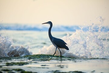 Heron strolling along a sandy beach near the crashing waves of the ocean at sunset