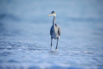 Heron perched on a rocky shoreline, gazing out over the tranquil waters of a lake