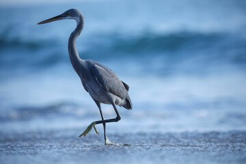 Heron perched on a rocky shoreline, gazing out over the tranquil waters of a lake