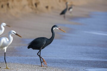 Heron walking on a sandy beach near the ocean shoreline