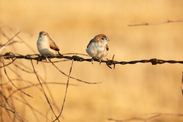 Indian silverbill birds perched atop a weathered wired fence post