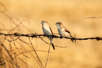 Indian silverbill birds perched atop a weathered wired fence post