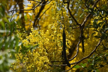 Majestic autumnal scene featuring vibrant yellow foliage set against a rolling landscape