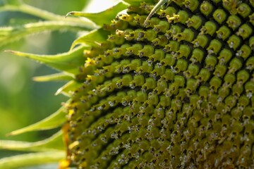Closeup of a sunflower with a semi-severed stem amongst a backdrop of green foliage