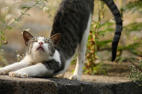 Adorable domestic cat in a stretching pose, surrounded by lush green foliage in the background