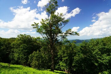 夏のおにゅう峠（鯖街道、滋賀・福井県境）