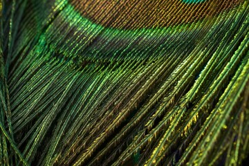 Vibrant tip of a peacock feather, featuring hues of bright green and yellow