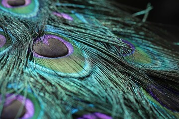 Closeup of the vibrant colorful peacock feathers with intricate details and pattern