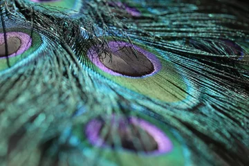 Wandaufkleber Closeup of the vibrant colorful peacock feathers with intricate details and pattern © Sunanda/Wirestock Creators
