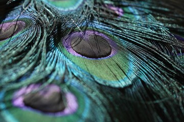 Closeup of the vibrant colorful peacock feathers with intricate details and pattern