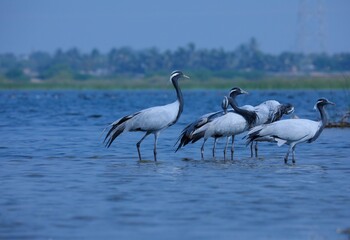 Image of Demoiselle Cranes in a body of water