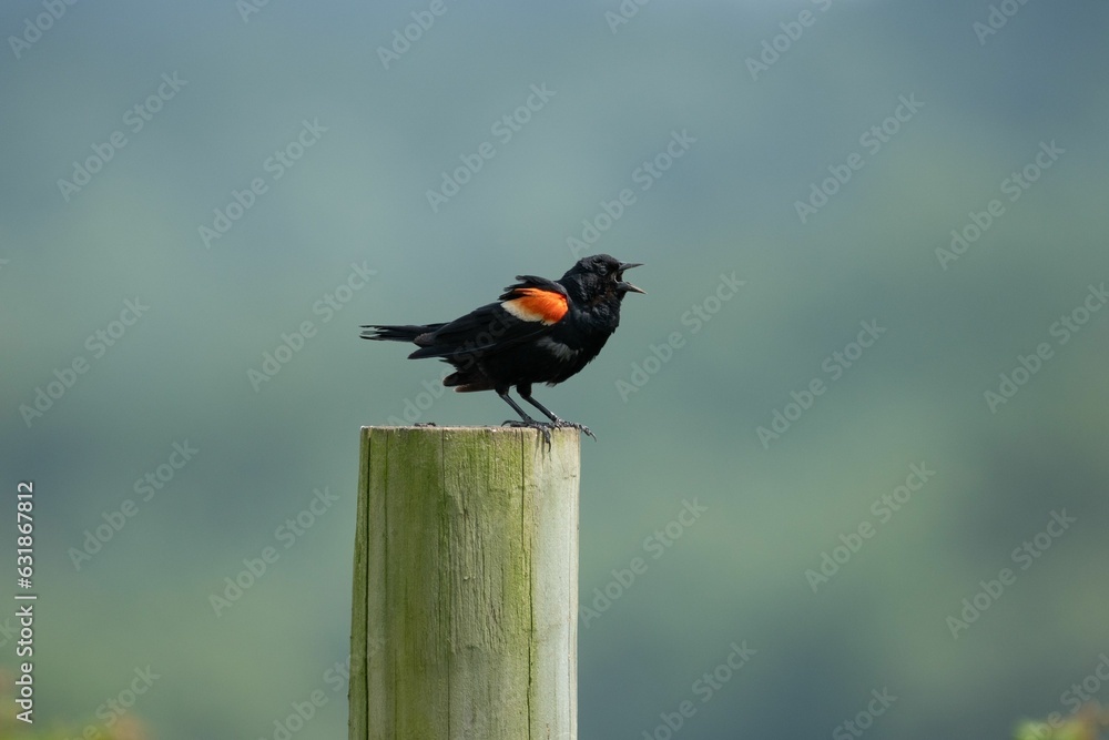 Poster male red-winged blackbird perched on a wooden post.