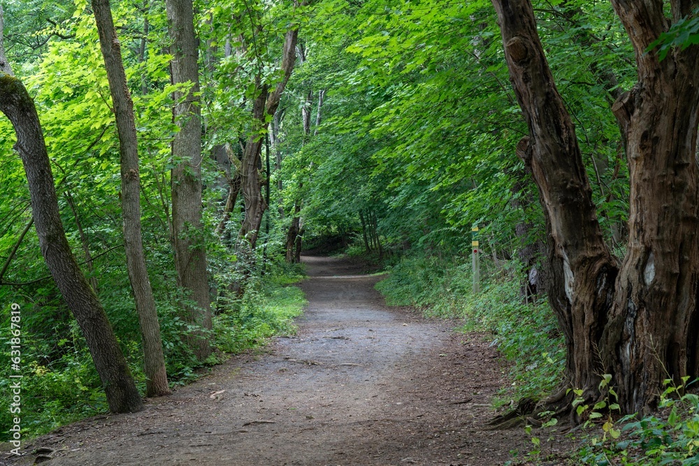 Poster pathway in the forest surrounded by trees on either side of the trail.