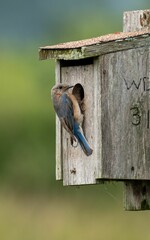 Female western bluebird perched on a wooded birdhouse.