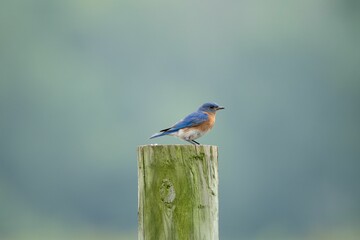 Male western bluebird perched on a wooded post.