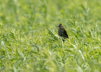 Female red-winged blackbird surrounded by tall grass in a meadow.
