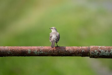 Northern mockingbird perched atop a corroded and aged pipe.