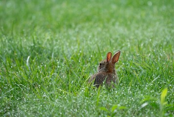 Adorable brown rabbit in a field of wet tall grass, gazing off into the distance