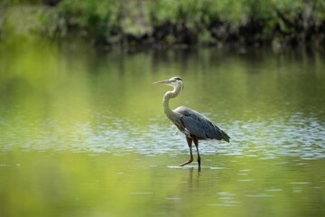 a heron standing on top of a lake next to trees