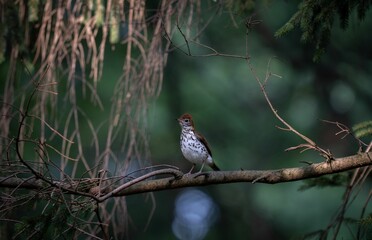 Small wood thrush bird perched on a thin branch amongst trees in a forest