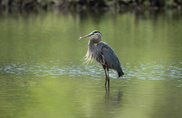 Majestic gray heron bird perched in a tranquil lake