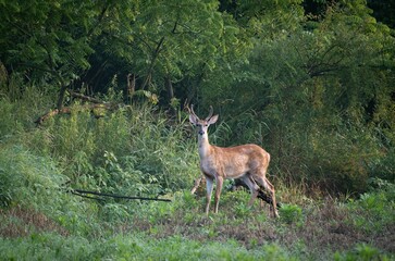 Majestic white-tailed deer in a picturesque forest landscape, surrounded by tall trees and foliage