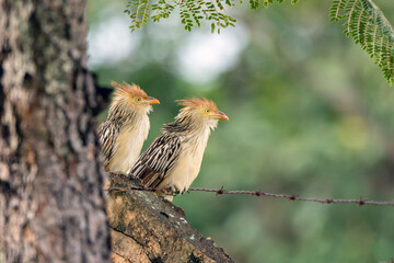 A couple of Guira Cuckoo also knows the Anu-branco perched on a tree. Specie Guira guira. Birdwatching. Animal World. Bird lover.