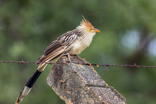 A Guira Cuckoo also knows the Anu-branco perched on a tree. Specie Guira guira. Birdwatching. Animal World. Bird lover.