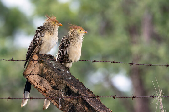 A couple of Guira Cuckoo also knows the Anu-branco perched on a tree. Specie Guira guira. Birdwatching. Animal World. Bird lover.